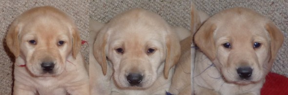 collage of boys 5 12 weeks Sunshine '13