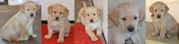 Sun's pups @7 weeks collage