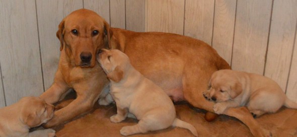 Sunshine &3 '14DSC_2770