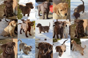pups mar15'144pup collage