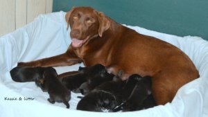 kassie &litterDSC_3549 (2)