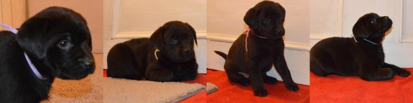 Black girl pups '15 col Untitled