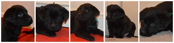 Black pups '15 males