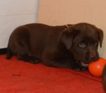 K orange with&nbsp;ball