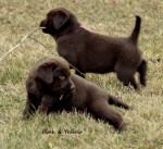 K Yellow &&nbsp;PinkDSC_7049