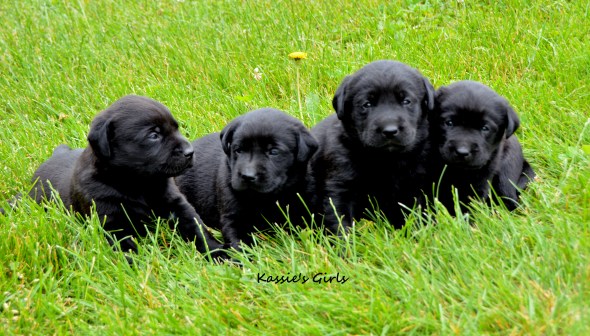 kassie's Girls 3 weeks