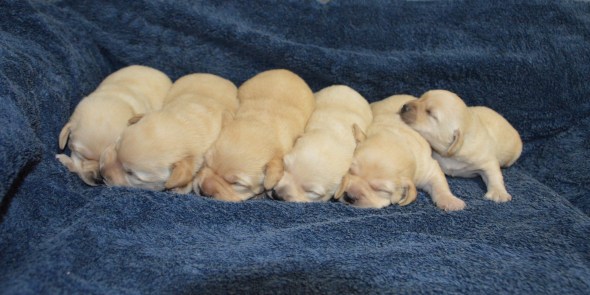 Simone's litter @ 12 daysDSC_7382