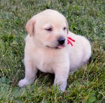 Simone’s red @4wksDSC_7512