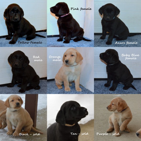 beautys-6weeks-collage