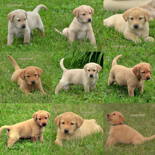 simone's pupsjune '17