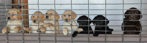 Beauty's pups'18 @6+monthsDSC_1033