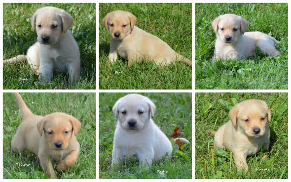 Collage Simone's 6 females for web'18