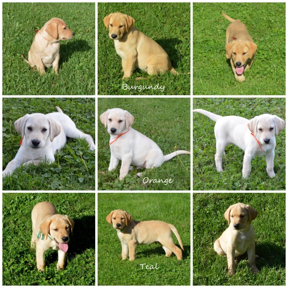 Simone's 3 last '18Untitled