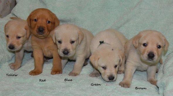 Crystal's boys @ 4 weeks '18DSC_2364