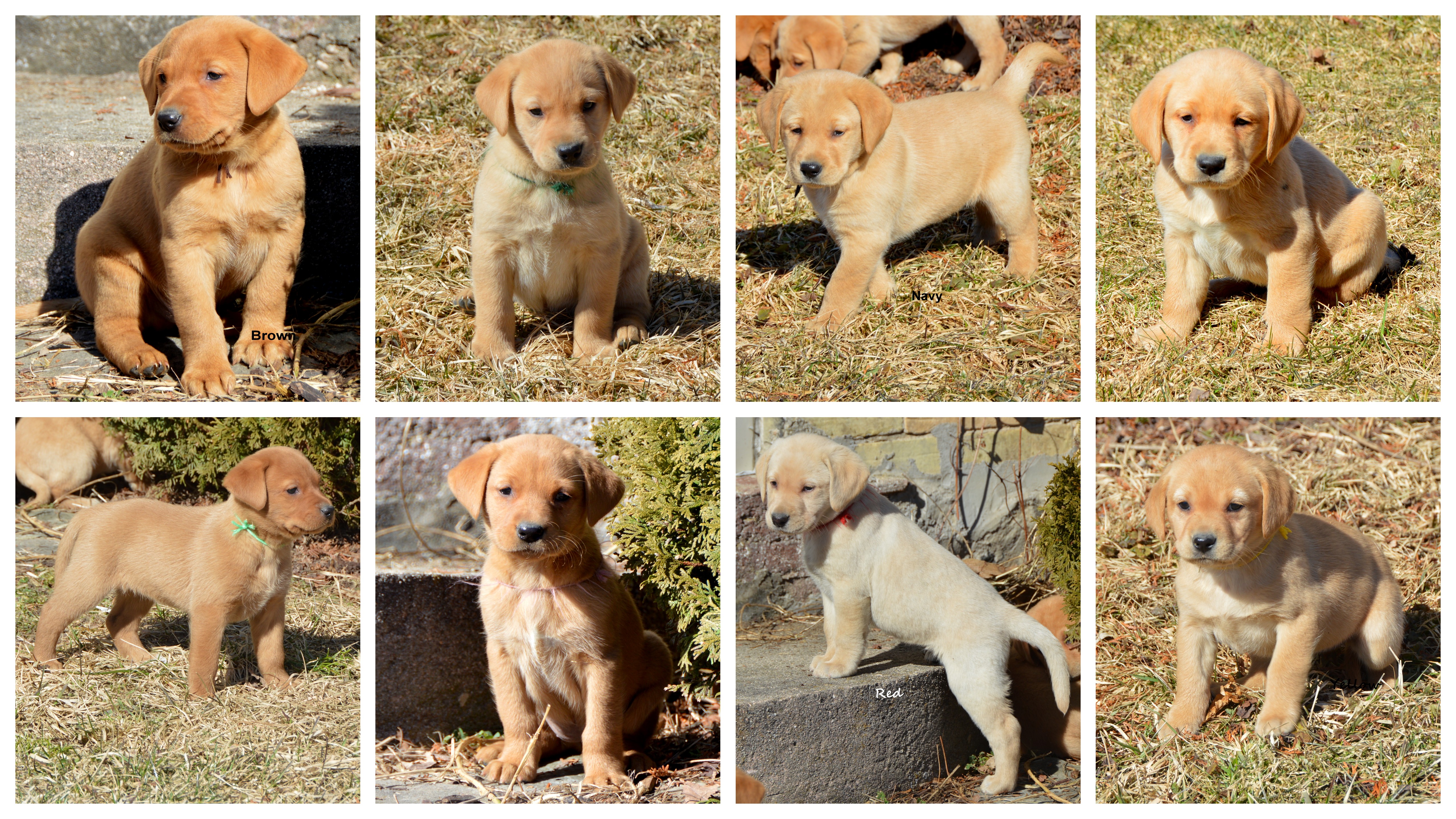 Simone's '19 litter @ 6weeks