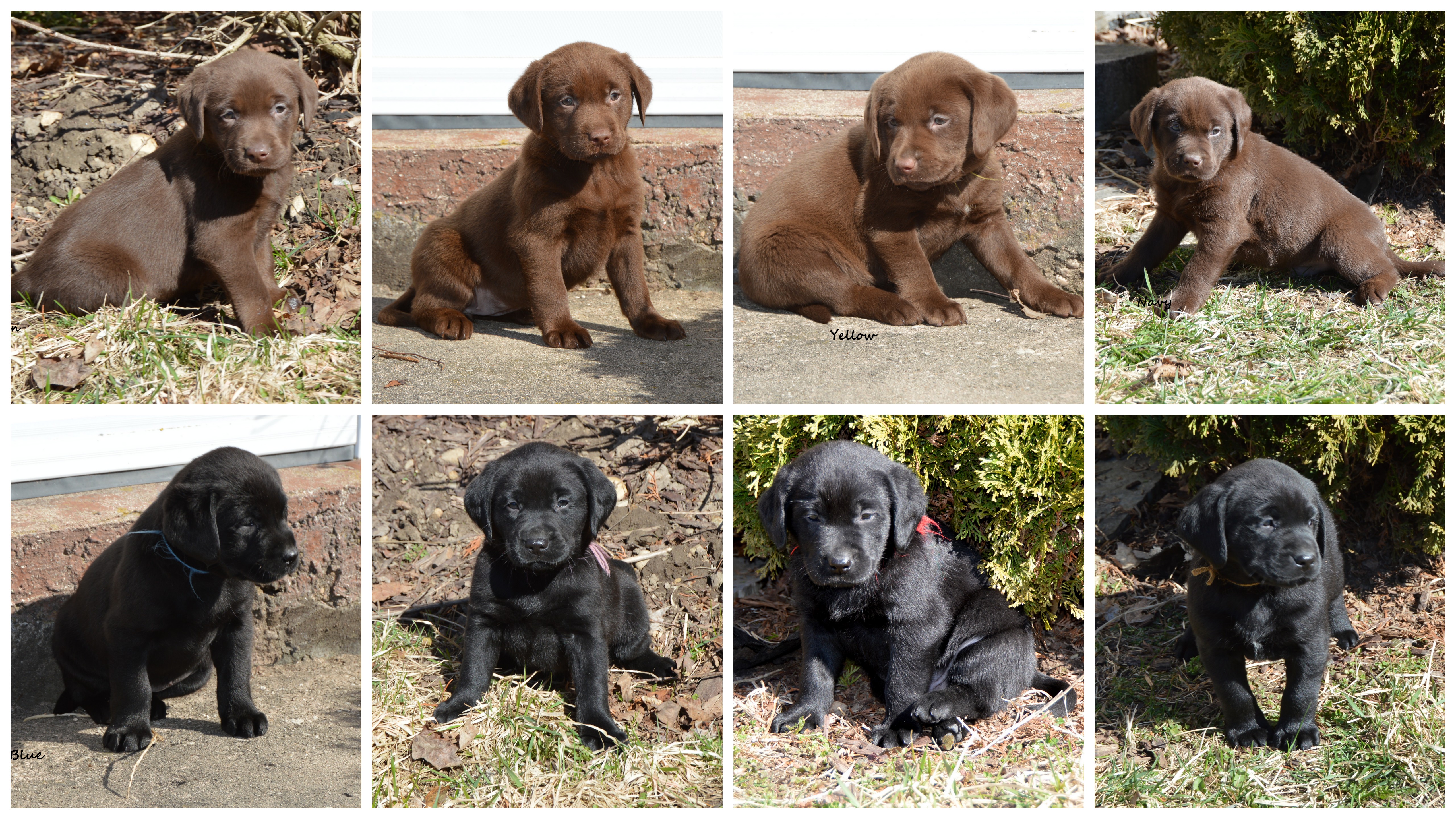 Kassie' 19 @ 5 weeks collage