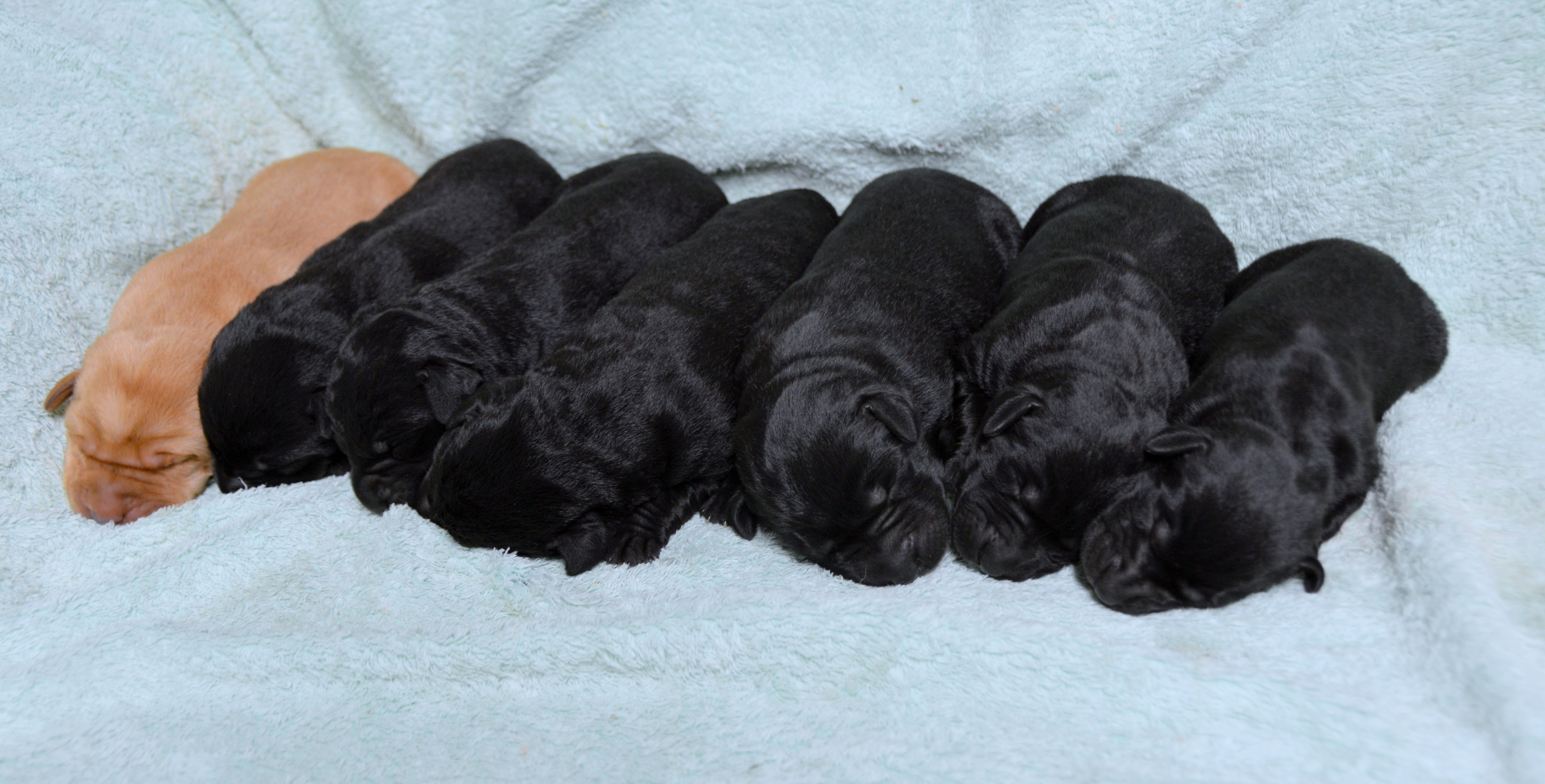 Beauty's '19 pups @4daysDSC_3100