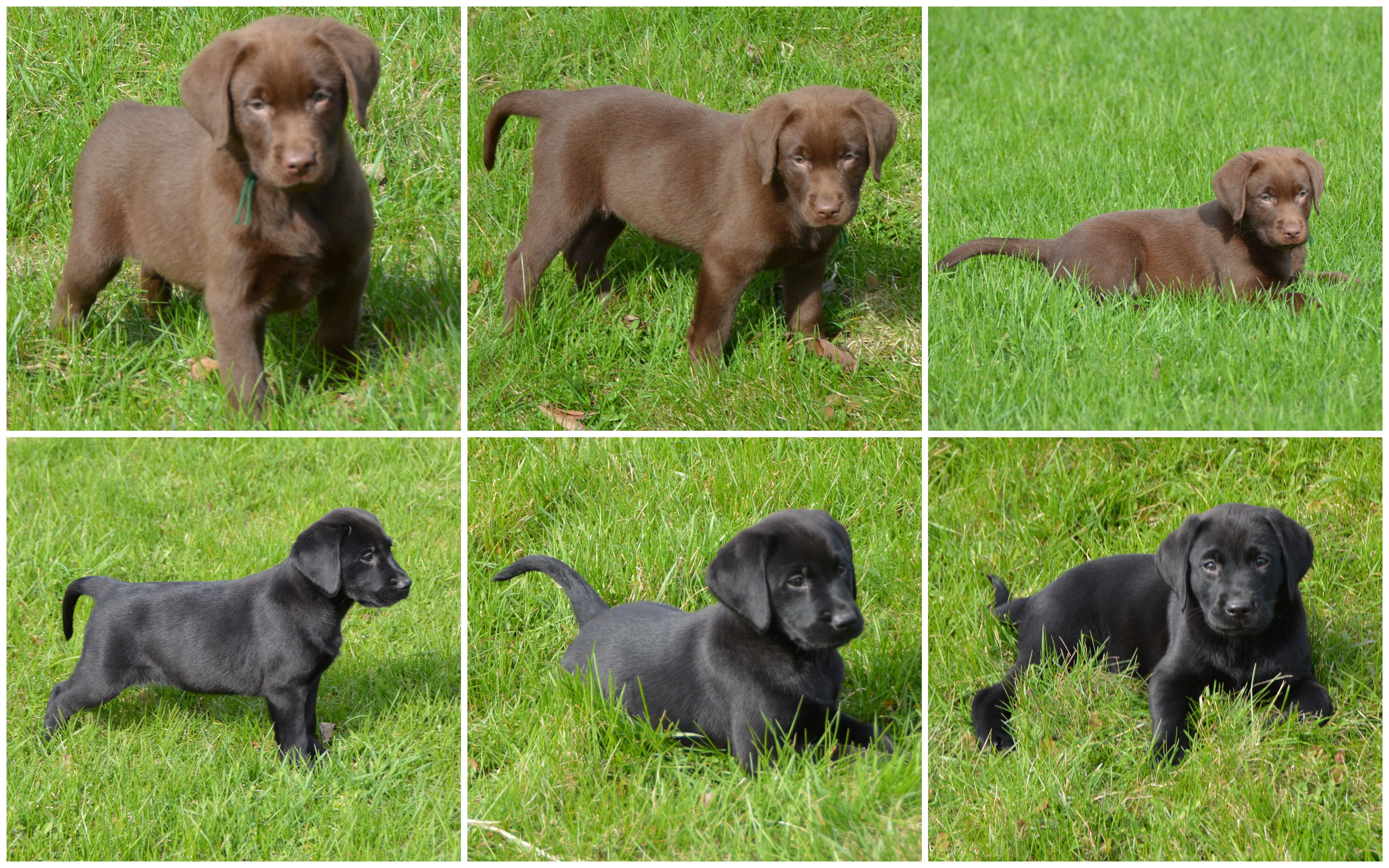 Pink &amp; Green Collage kassie 19