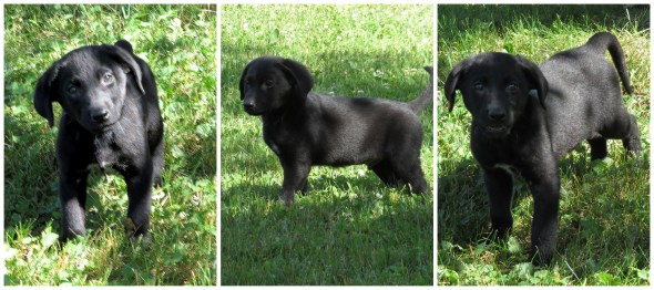 Beauty's black boy 19