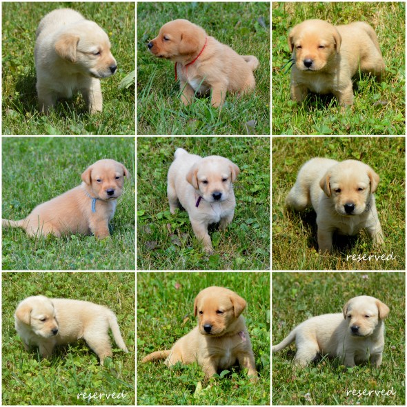 Crystal's 4 wks selected