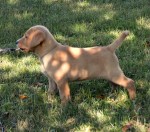 C’s Blue standingDSC_3651