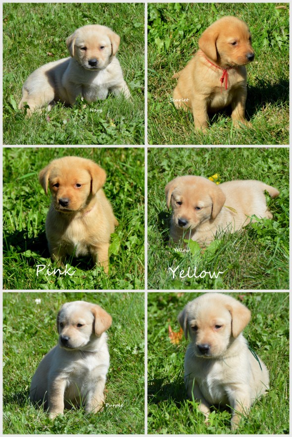 Sun's 6 @ 5 12 weeks '19