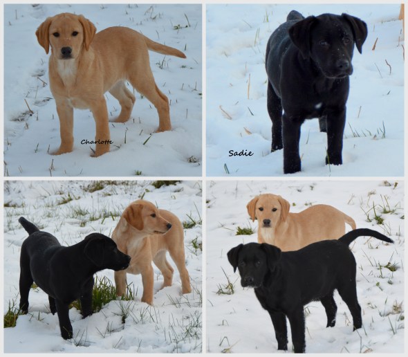 Charlotte &amp; Sadie collage 2