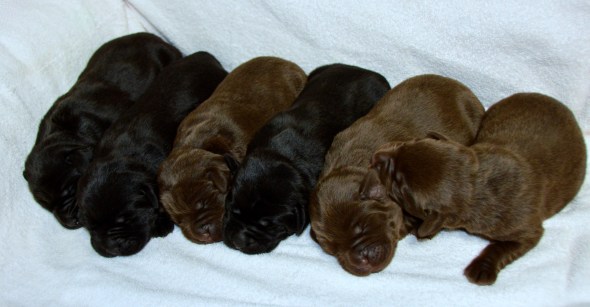 Kassie's '20 litter @ 1 weekDSC_4645