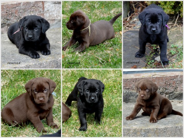 Pups @ 512 wks '20collage