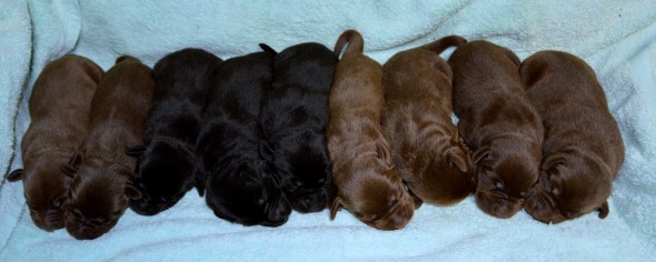 Kristy's 2020 litter @ 3 days DSC_4925