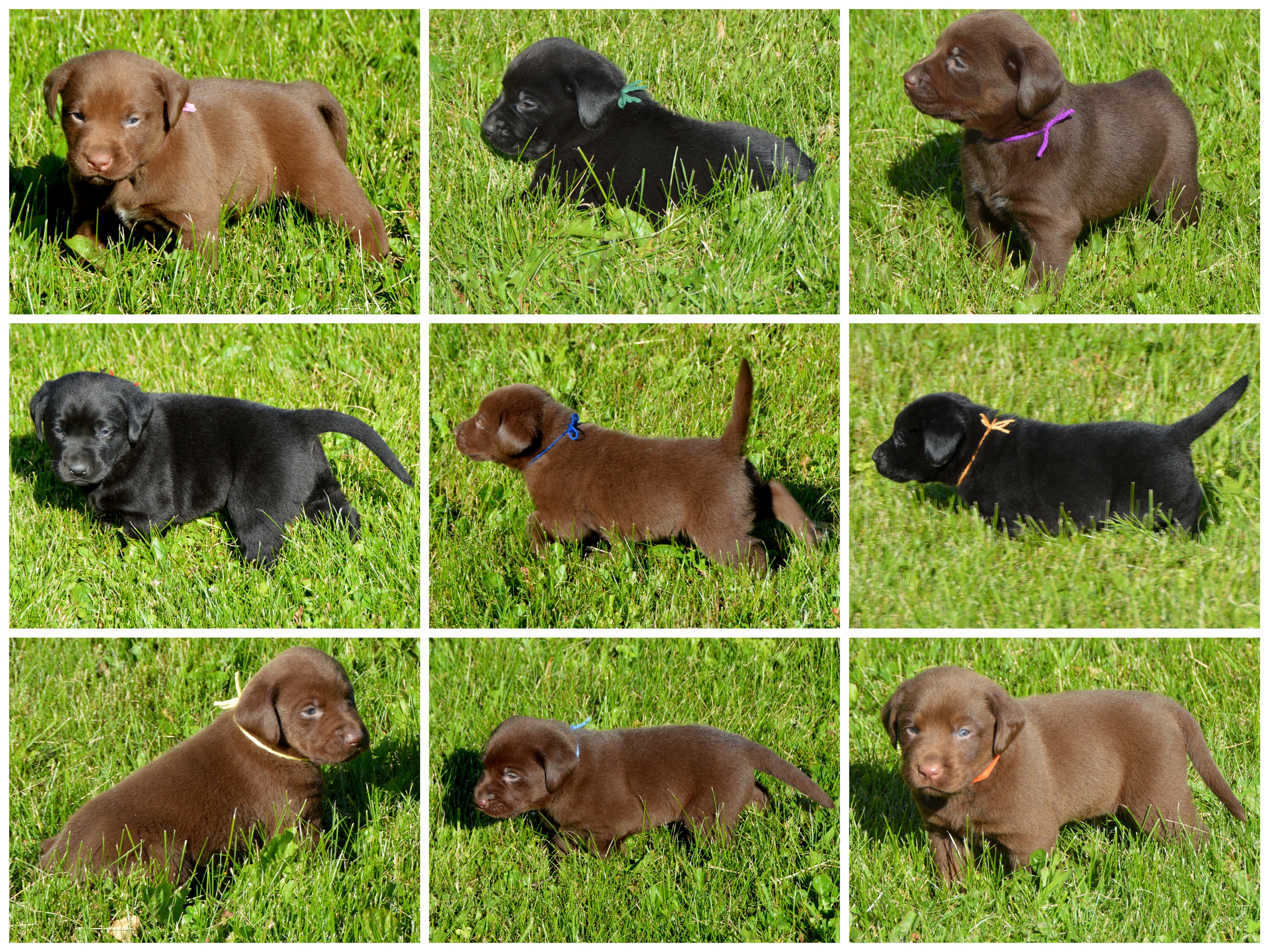 Kristy's '20 pups @4wks collage